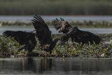 Bieliki, Haliaetus albicilla