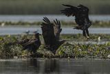 Bieliki, Haliaetus albicilla