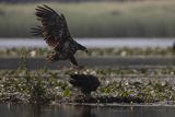 Bieliki, Haliaetus albicilla