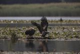 Bieliki, Haliaetus albicilla