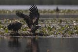 Bieliki, Haliaetus albicilla