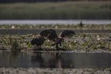 Bieliki, Haliaetus albicilla