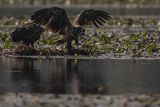Bieliki, Haliaetus albicilla