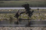 Bieliki, Haliaetus albicilla