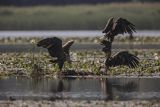 Bieliki, Haliaetus albicilla