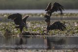 Bieliki, Haliaetus albicilla
