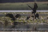 Bieliki, Haliaetus albicilla