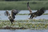 Bieliki, Haliaetus albicilla