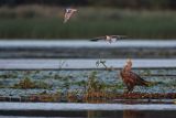 Bielik, Haliaetus albicilla i śmeszka, Larus ridibundus