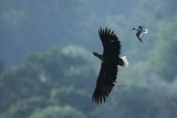 Bielik, Haliaetus albicilla i śmeszka, Larus ridibundus