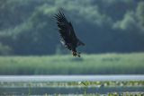 Bielik, Haliaetus albicilla
