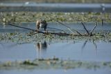 Bielik, Haliaetus albicilla