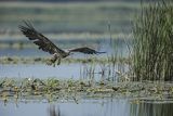 Bielik, Haliaetus albicilla