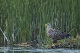 Bielik, Haliaetus albicilla