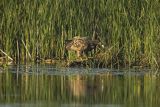 Bielik, Haliaetus albicilla
