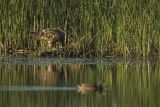 Bielik, Haliaetus albicilla