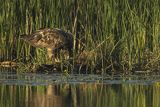 Bielik, Haliaetus albicilla
