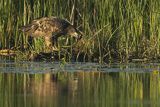 Bielik, Haliaetus albicilla