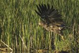 Bielik, Haliaetus albicilla