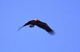 white-tailed sea eagle Haliaetus albicilla