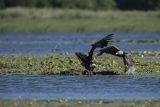 Bielik, Haliaetus albicilla, z rybą