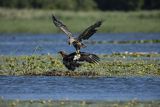 Bielik, Haliaetus albicilla, z rybą