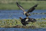 Bielik, Haliaetus albicilla, z rybą