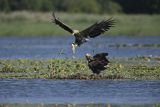 Bielik, Haliaetus albicilla, z rybą