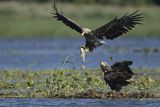 Bielik, Haliaetus albicilla, z rybą
