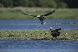 Bielik, Haliaetus albicilla, z rybą