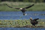 Bielik, Haliaetus albicilla, z rybą