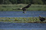 Bielik, Haliaetus albicilla z rybą