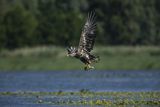 Bielik, Haliaetus albicilla z rybą