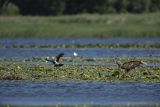 Bielik, Haliaetus albicilla, i wrona siwa, Corvus corone cornix