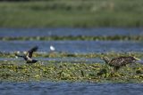 Bielik, Haliaetus albicilla, i wrona siwa, Corvus corone