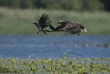 Bielik, Haliaetus albicilla, i wrona siwa, Corvus corone