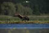 Bieliki, Haliaetus albicilla i śmeszka, Larus ridibundus