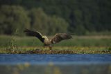 Bieliki, Haliaetus albicilla