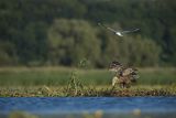 Bieliki, Haliaetus albicilla i śmeszka, Larus ridibundus