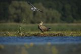 Bieliki, Haliaetus albicilla i śmeszka, Larus ridibundus