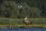 Bieliki, Haliaetus albicilla i śmeszka, Larus ridibundus
