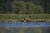 Bielik, Haliaetus albicilla, dorosły