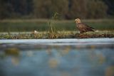 Bielik, Haliaetus albicilla