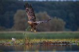 Bielik, Haliaetus albicilla