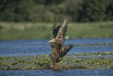 Bieliki, Haliaetus albicilla
