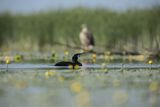 kormoran i Bielik, Haliaetus albicilla