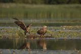 Bieliki, Haliaetus albicilla