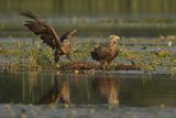 Bieliki, Haliaetus albicilla