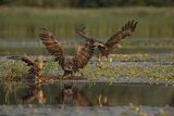Bieliki, Haliaetus albicilla