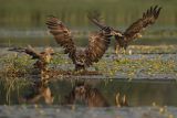 Bieliki, Haliaetus albicilla